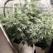 Guava Run