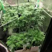 Strawberry Gorilla RF3 + ZtrawberrieZ