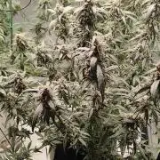 Guava Run