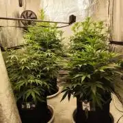 SuperBoof & Apolo Haze