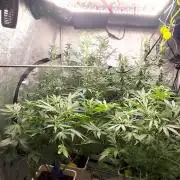 Strawberry Gorilla RF3 + ZtrawberrieZ