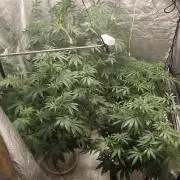 Guava Run