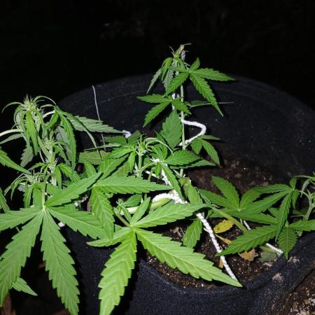 First Auto - Maluco Beleza