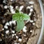 Sour Diesel Auto