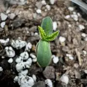 Purple Lemonade Auto
