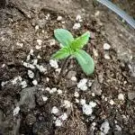 Green Crack Auto