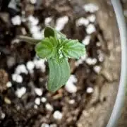 Gorilla Cookies Auto