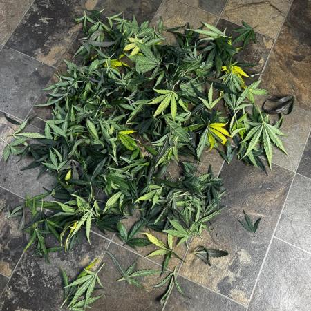 Papaya Cookies Auto