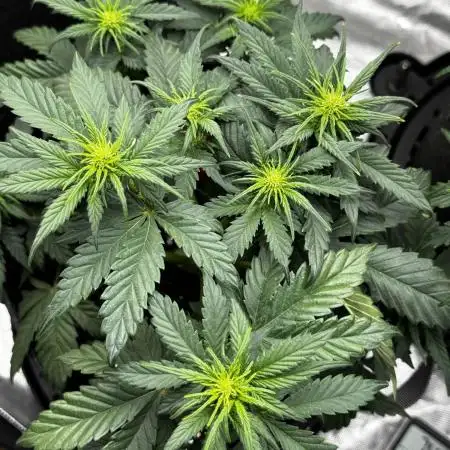 Banana Purple Punch Auto