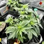 Banana Purple Punch Auto