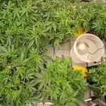 Fast Strains on Coco Coir - Drip Irrigation