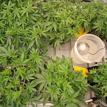 Fast Strains on Coco Coir - Drip Irrigation