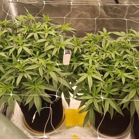 Morpheus Clones - Organic Soil Grow