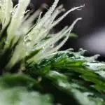 Dulræntgosa - Cannabonsai