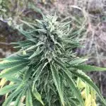 Cookies Kush Auto in the wild