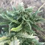 White Widow & Durban Poison by Ghetto Seeds