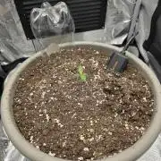Wedinng cake auto