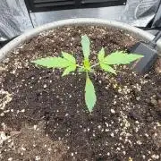 Wedinng cake auto
