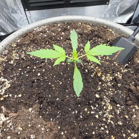 Wedinng cake auto