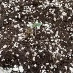 Grow #1 - SLH & GSCE