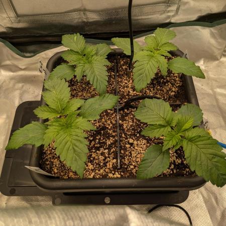 Why So Syrious: Jokerz x Syrian Landrace (Hoku Seeds)