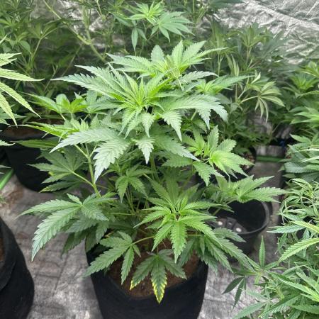 Hulk OG genetics fem