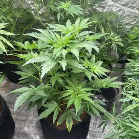 Hulk OG genetics fem