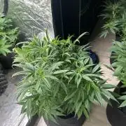 Wedding Cheesecake FF