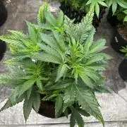 Hulk OG genetics fem