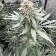 Tropicana Cookies FF