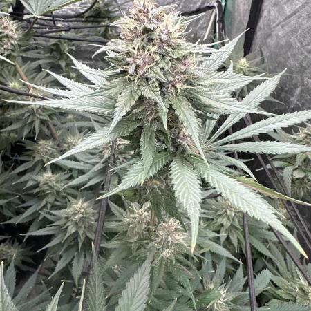 Tropicana Cookies FF
