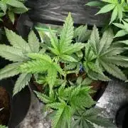 Hulk OG genetics fem