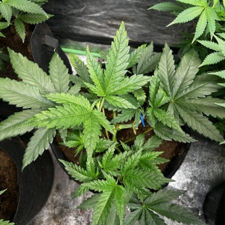 Hulk OG genetics fem