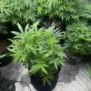 Wedding Cheesecake FF