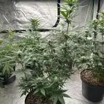 Tropicana Cookies FF