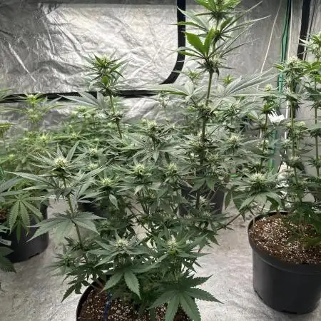 Tropicana Cookies FF