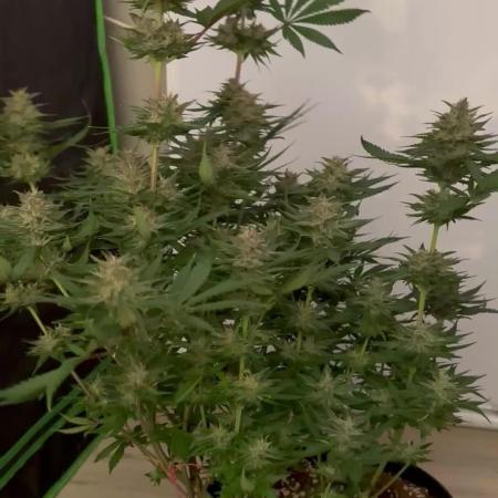 Tropicana Cookies FF