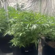 Wedding Cheesecake FF