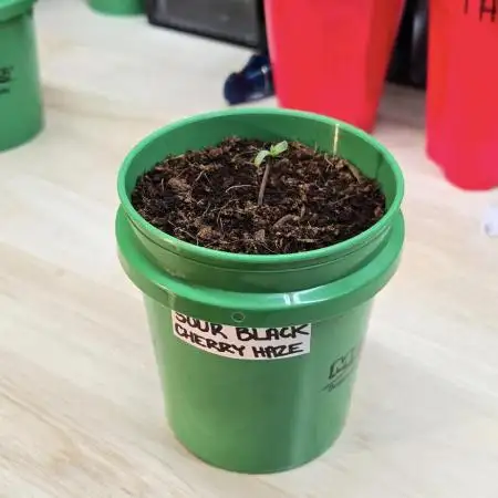 Mini Pail