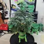 Mini Pail