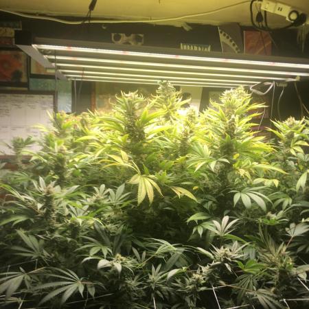 Glookies Barney’s farm