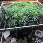 Glookies Barney’s farm