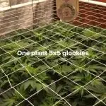 Glookies Barney’s farm