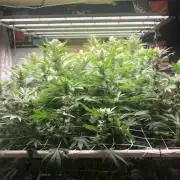 Glookies Barney’s farm