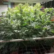 Glookies Barney’s farm