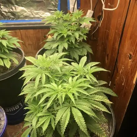 Grampa’s stash multi pack ethos genetics