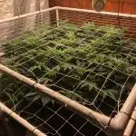 Glookies Barney’s farm