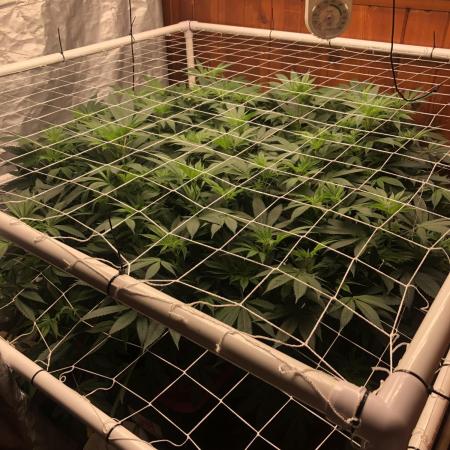 Glookies Barney’s farm