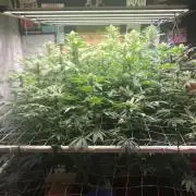 Glookies Barney’s farm