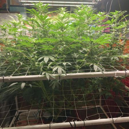 Glookies Barney’s farm